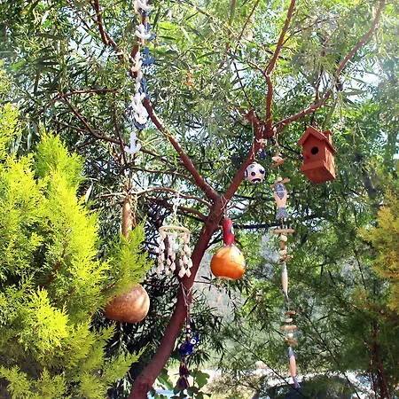 Shambala